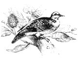Turtle dove (Columba Turtur), Heb. TOR (Gen.15, Lev.1:14 etc, 5:7 etc, 14:21,22, Lk.2:24, Is.54:5,6, Ps.74:19, Song.2.11-13, Jer.8.7